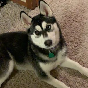 Meet your Posher, Sierra